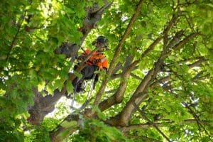 Why Do Trees Sometimes Need to Be Felled?