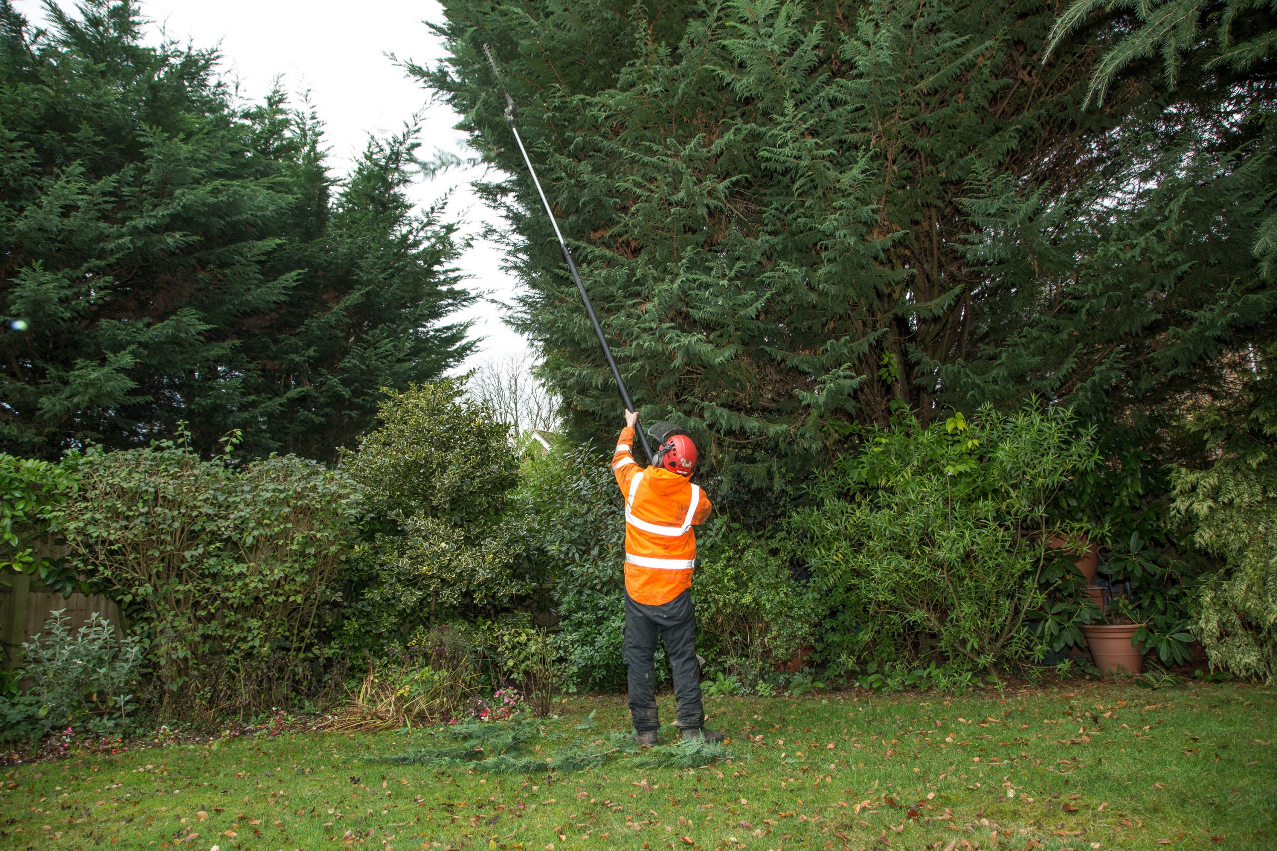 Tree Lopping vs Tree Pruning | Artemis Tree Services