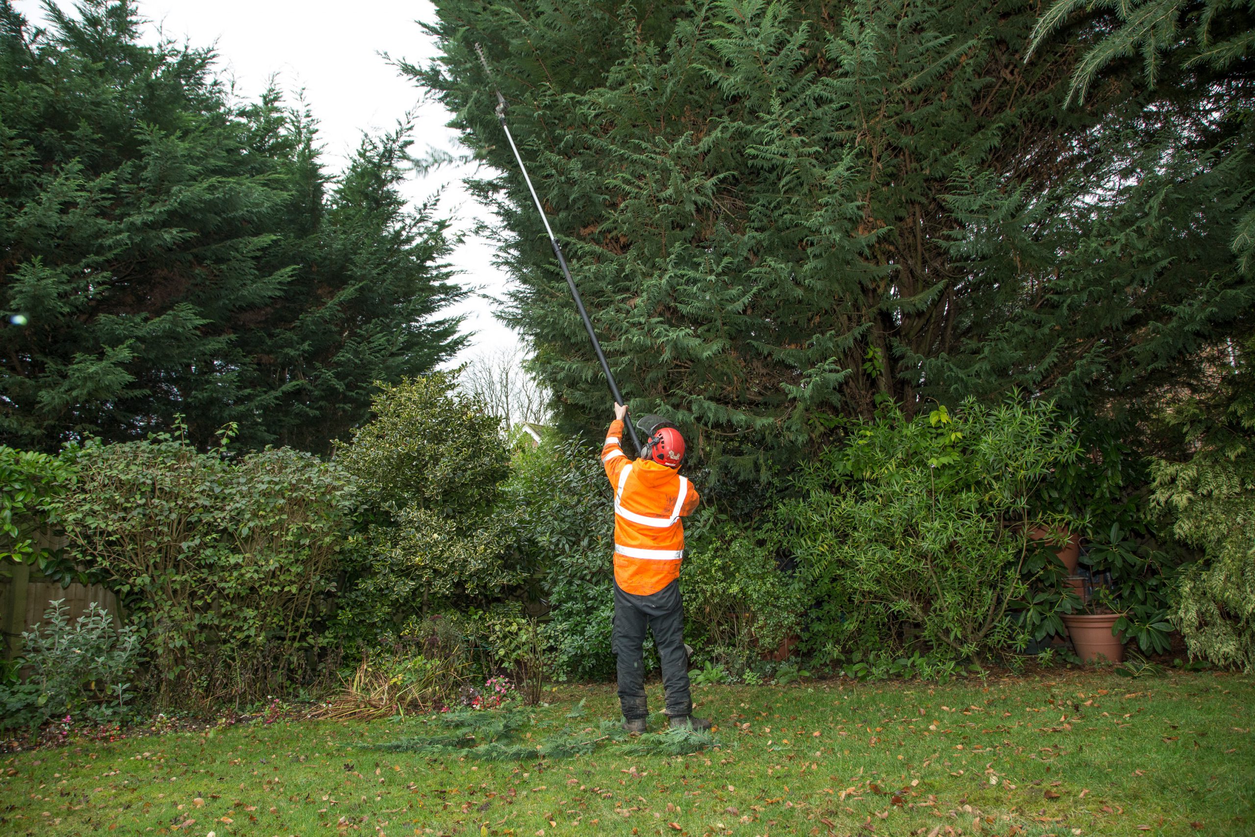 Tree Surveys: An In-Depth Look