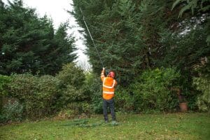 Tree Lopping vs Tree Pruning