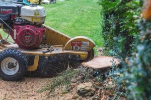 How to Remove a Tree Stump [Infographic]