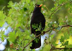 black bird in a tree