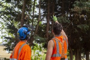 What Does a Tree Inspection Involve?