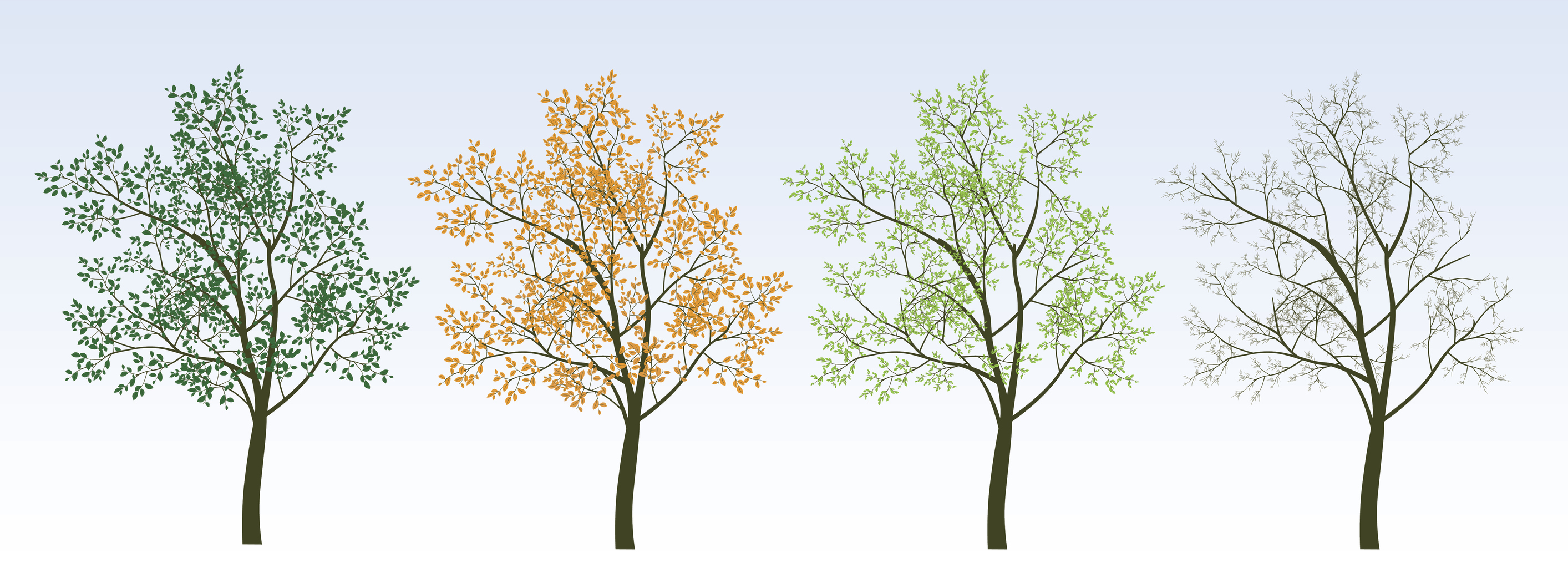 How Seasons Affect & Change A Tree’s Behaviour | Artemis Tree Services