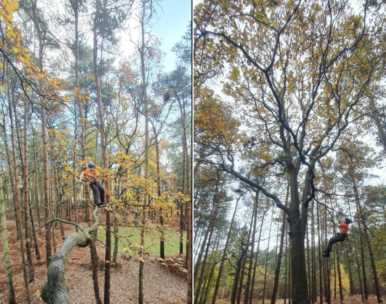 New Apprentices: Artemis Tree Services Fantastic 5