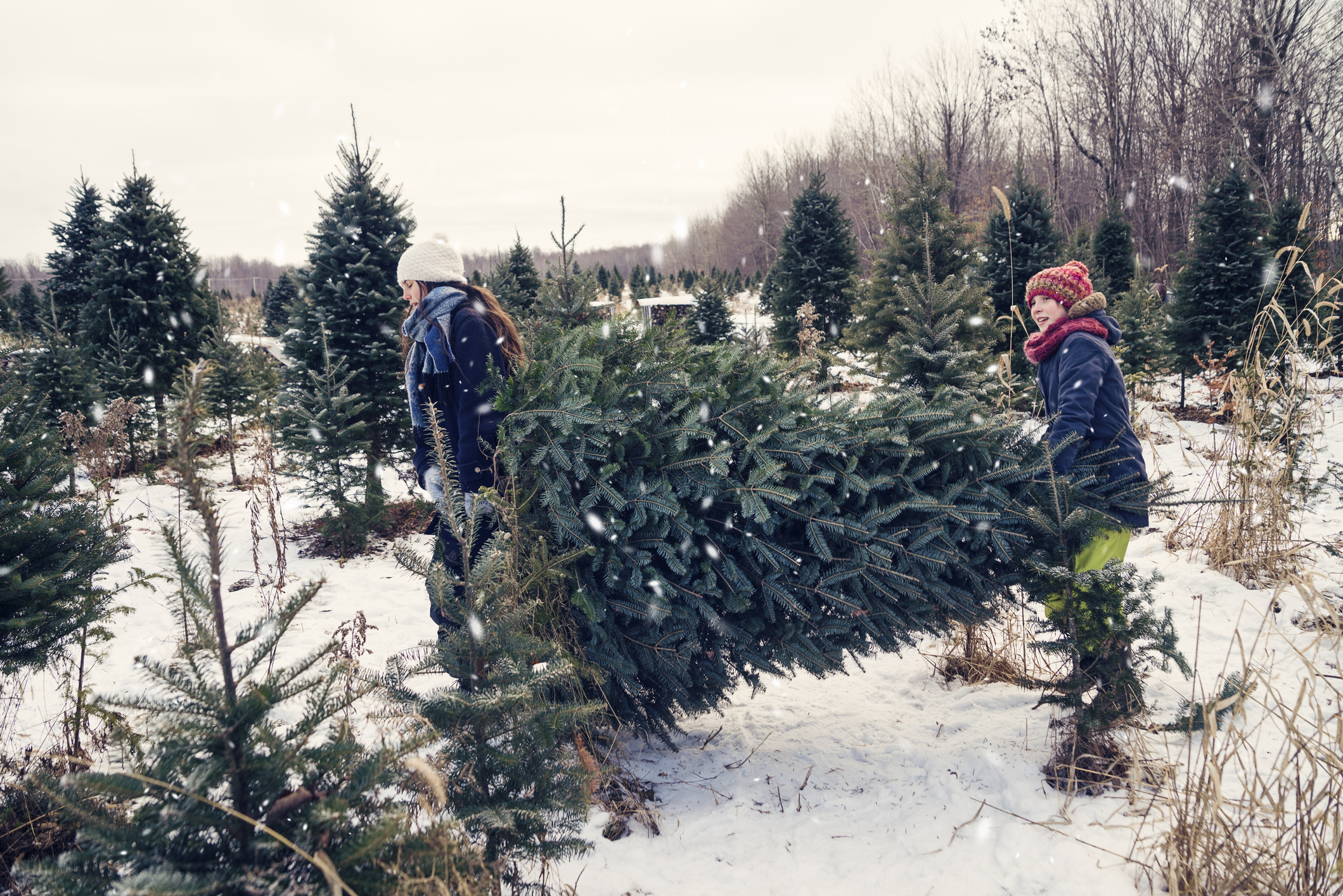 A Guide to Real Christmas Trees
