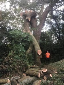 How to Restore Your Tree After a Storm
