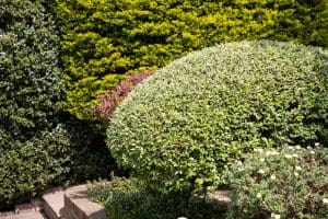 Is My Landlord Responsible For My Garden?