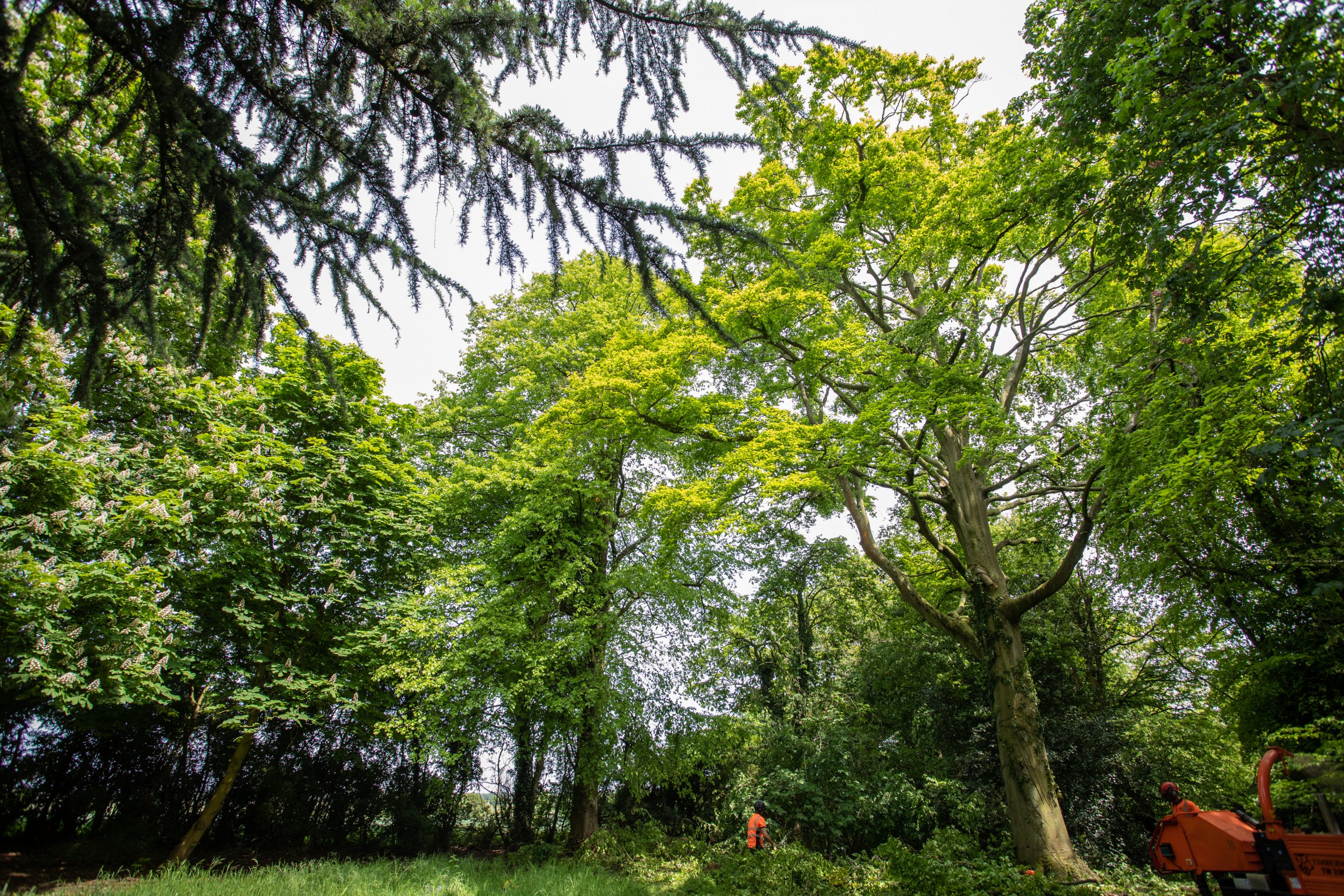 How Do I Know If My Tree Is Protected?