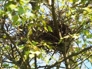 What Happens to Trees During Nesting Season?