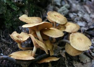 What is Honey Fungus and How Does it Affect Trees?