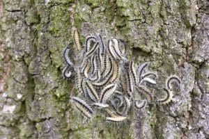 The Oak Processionary Moth Problem