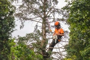 Advantages of Deadwooding a Tree