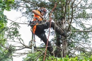 How to Become a Tree Surgeon