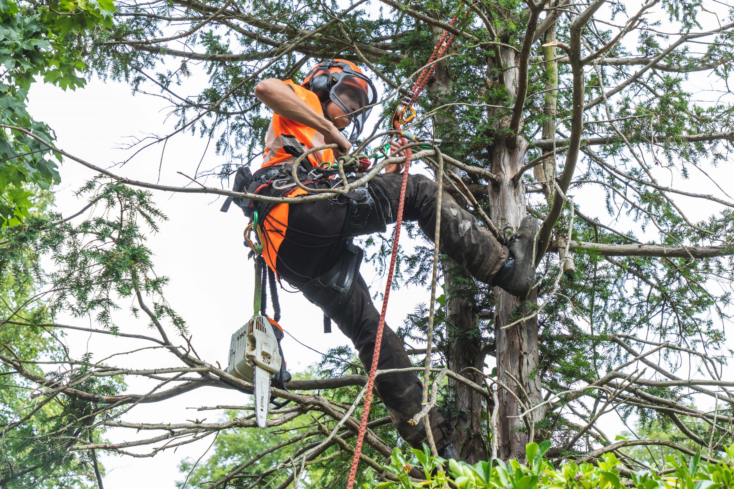 How to Become a Tree Surgeon