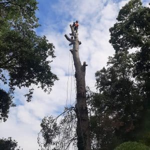 How to Tell if a Tree is Dying