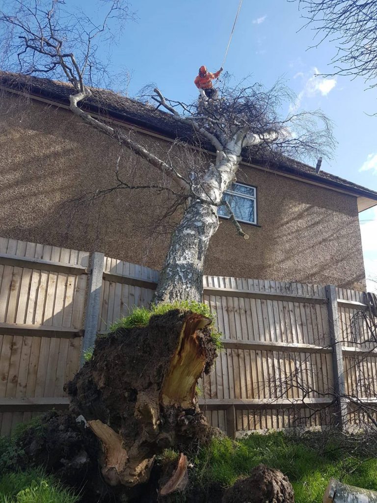 dangerous tree