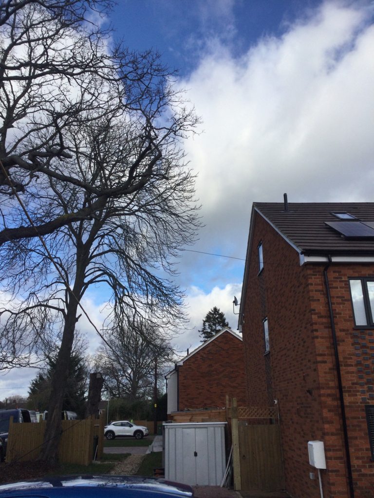 After pruning – branches are clear of the property 