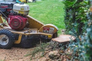 Is It Possible to Plant a Tree Where One Has Been Removed?