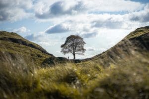 One Month since its Demise, we Investigate the History of the Sycamore Gap Tree