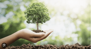 The Importance of Planting Trees