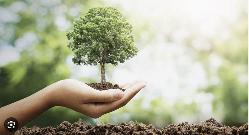 The Importance of Planting Trees
