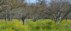 Why Is It Important To Prune Fruit Trees?