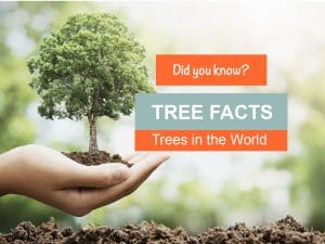 TREE FACTS – Trees in the World
