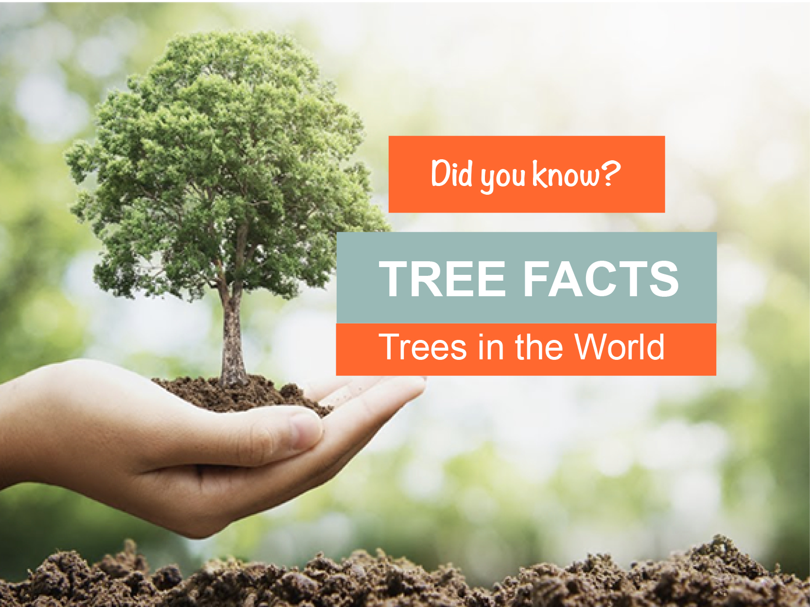 TREE FACTS – Trees in the World