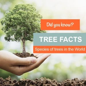 TREE FACTS – Species of Trees in the World