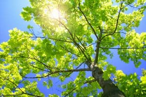 Summer Tree Care Tips