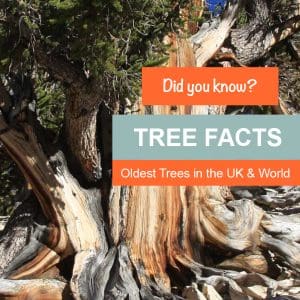 TREE FACTS – The Oldest Trees in the UK & the World