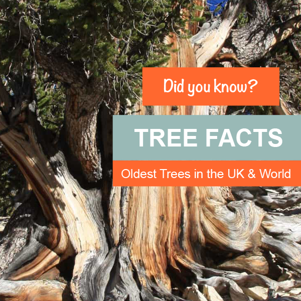 TREE FACTS – The Oldest Trees in the UK & the World
