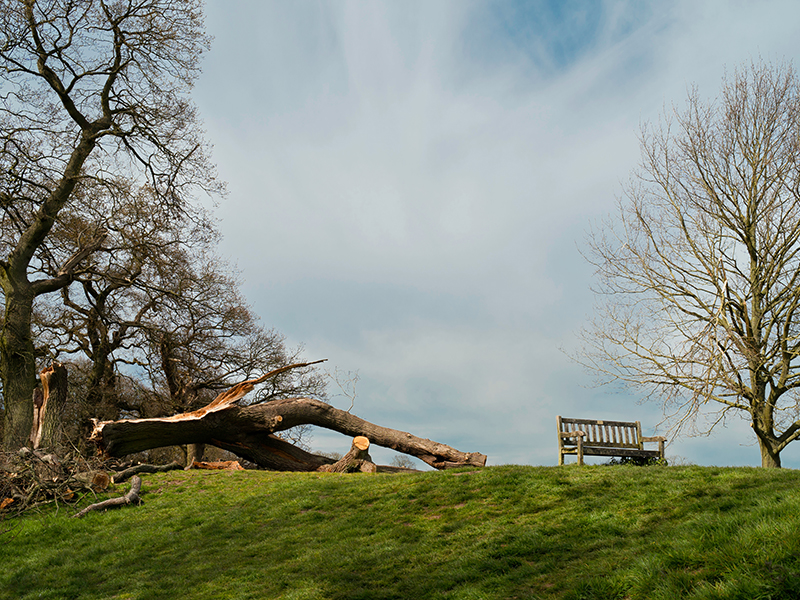 Help Protect your Trees against Storm Damage