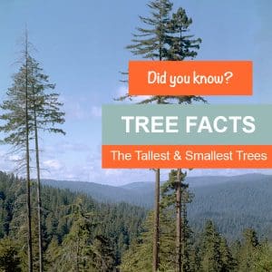 TREE FACTS – Smallest and Tallest Trees in the World