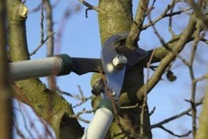 Winter Pruning for your Trees and Shrubs