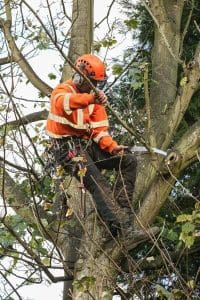 Artemis Tree Services trimming the branches of a tree