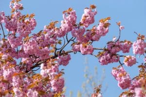 Spring Tree Care Tips: Help Your Trees Thrive