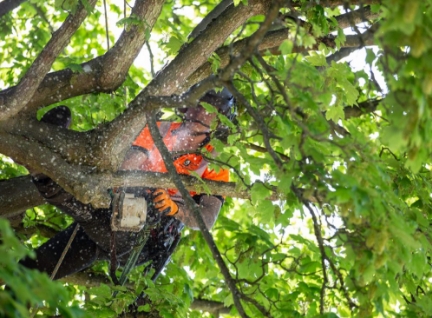 Tree Cutting, Pruning & Lopping