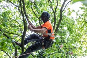 Cutting the branch off a tree