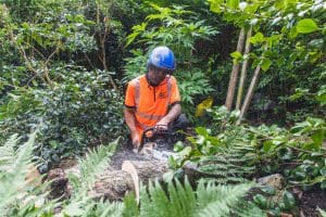 Artemis Tree Services using a chainsaw to chop up a tree trunk