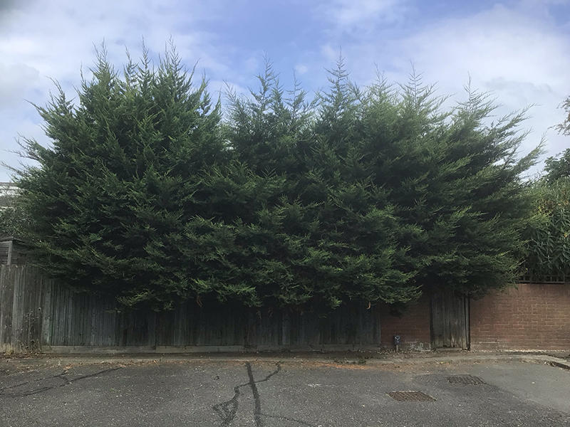 Pruning a Leyland Cypress Hedge