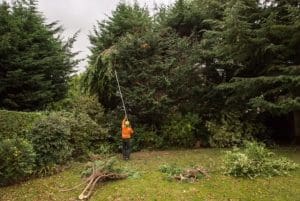 Trimming a Tall Tree