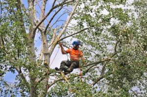 Tree surgeon at work in tree