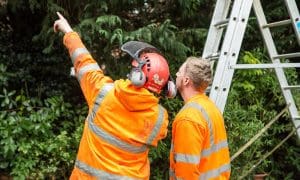 Tree Reports from Artemis Tree Services