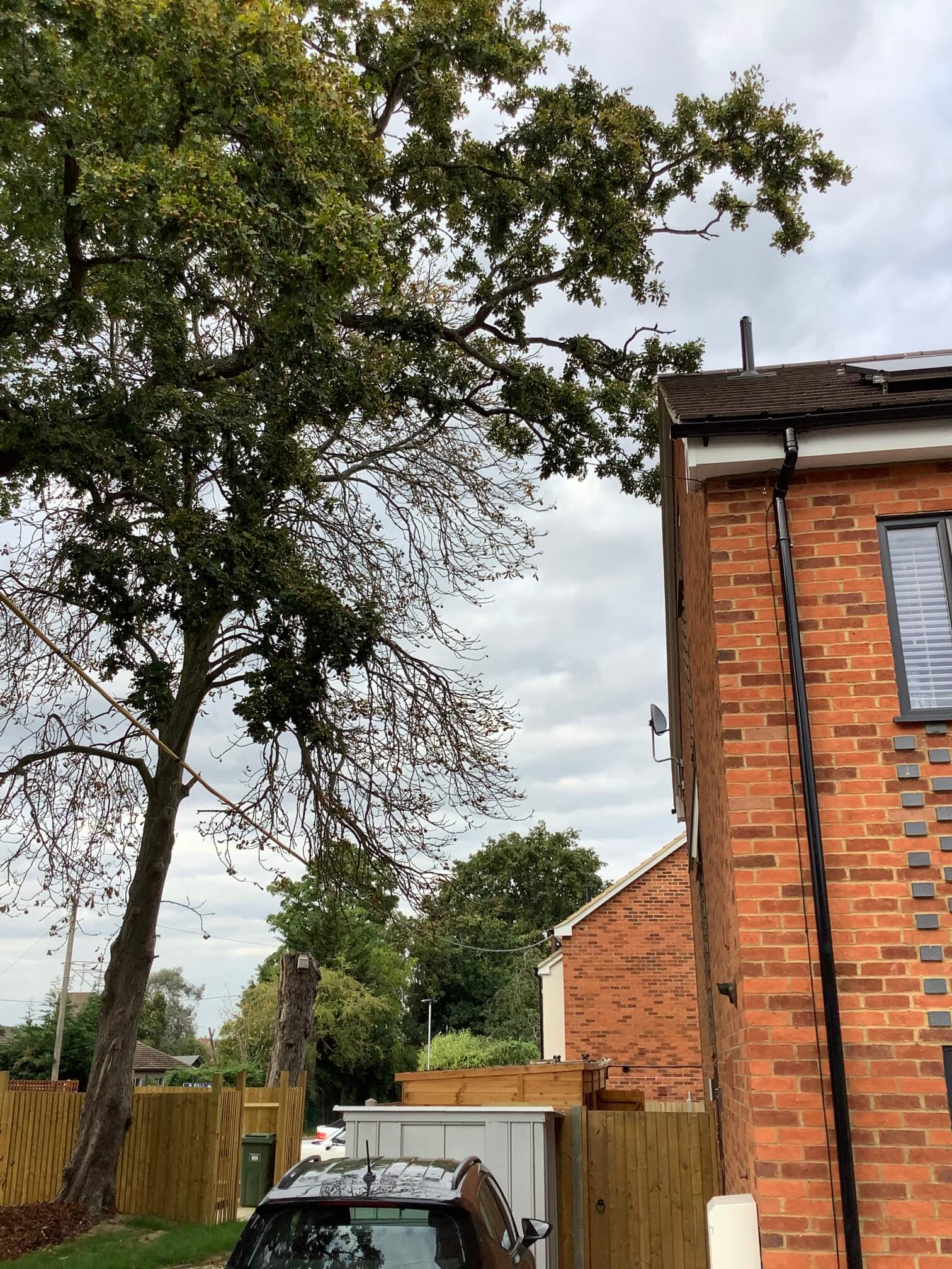 Pruning a Protected Tree to Protect Your Property