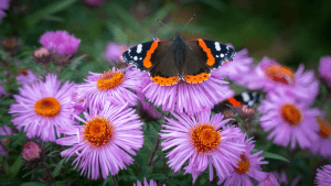 red admiral butterfly on pink flowers