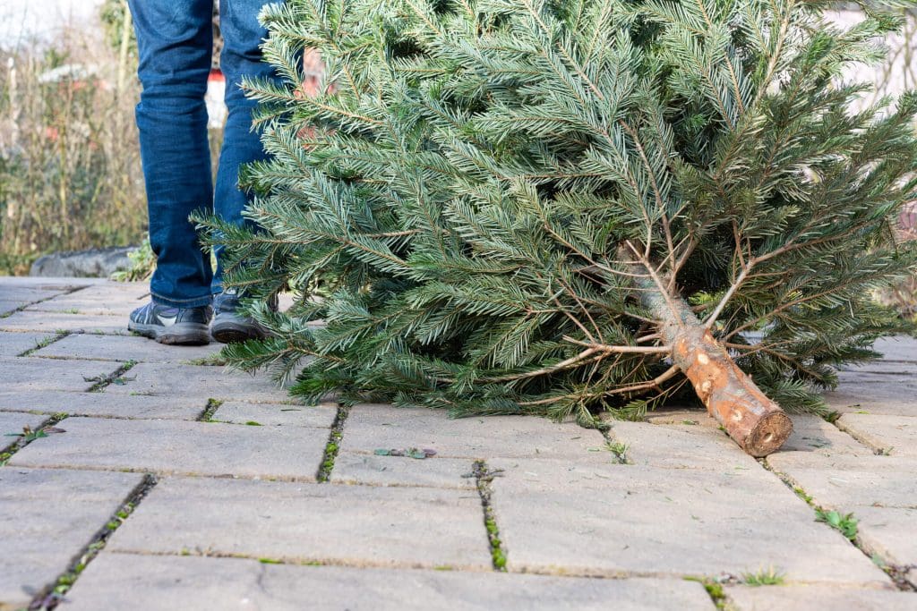 cut down Christmas tree