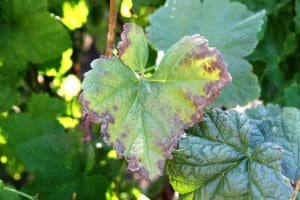 Anthracnose tree disease as seen on the leaf