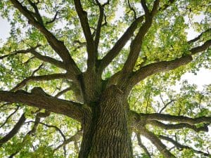 What Are the Processes for Tree Crown Reductions, Thinning & Lifting?